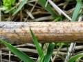 Calloria_tremelloides.jpg