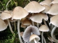 Candolleomyces_candolleanus.jpg