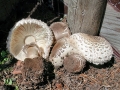 Chlorophyllum_brunneum.jpg