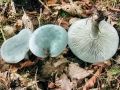 Collybia_odora.jpg