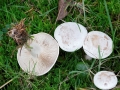 Collybia_rivulosa.jpg