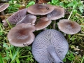 Collybia_sordida.jpg