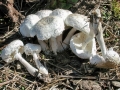 Conioexocarpus_cretaceus.jpg