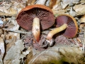 Cortinarius_purpureus.jpg