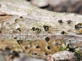 Diaporthe_inaequalis.jpg