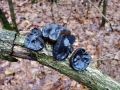 Exidia_glandulosa.jpg