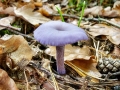 Laccaria_amethystina.jpg