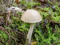 Leccinum_holopus.jpg