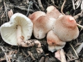 Macropsalliota_americana.jpg