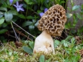 Morchella_crassipes.jpg