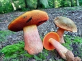 Neoboletus_luridiformis.jpg