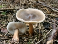 Rhodocollybia_asema.jpg