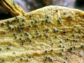 Sphaeropsis_visci.jpg