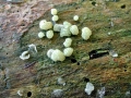 Trichoderma_gelatinosum.jpg