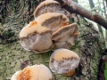 Xanthoporia_radiata.jpg