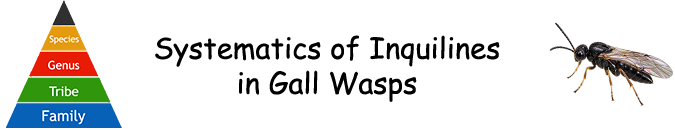 Pflanzengallen - Systematik der Inquilinen Pflanzengallen - Systematik der Inquilinen