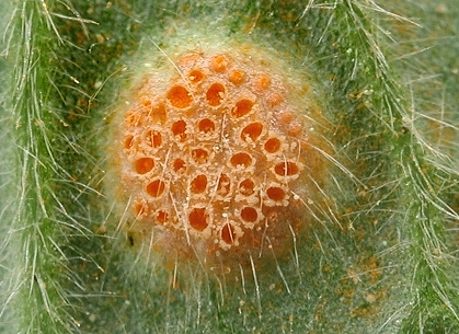 Aecidium