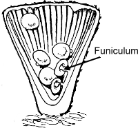 Funiculum
