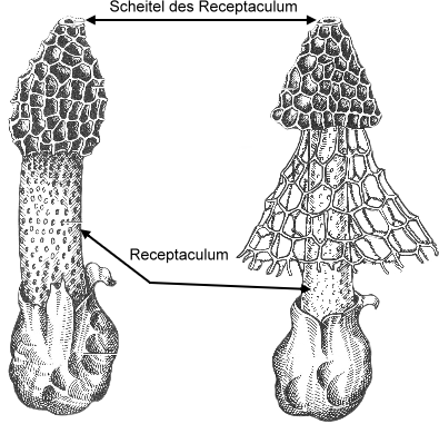 Receptaculum