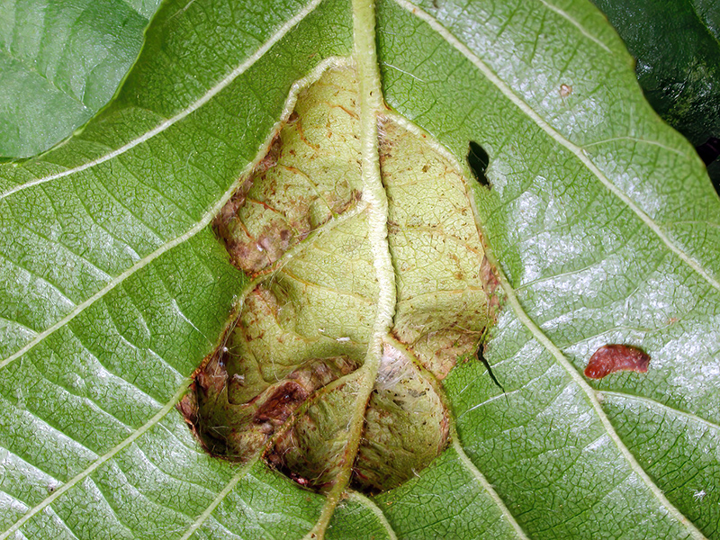 Acaricalus trinotus