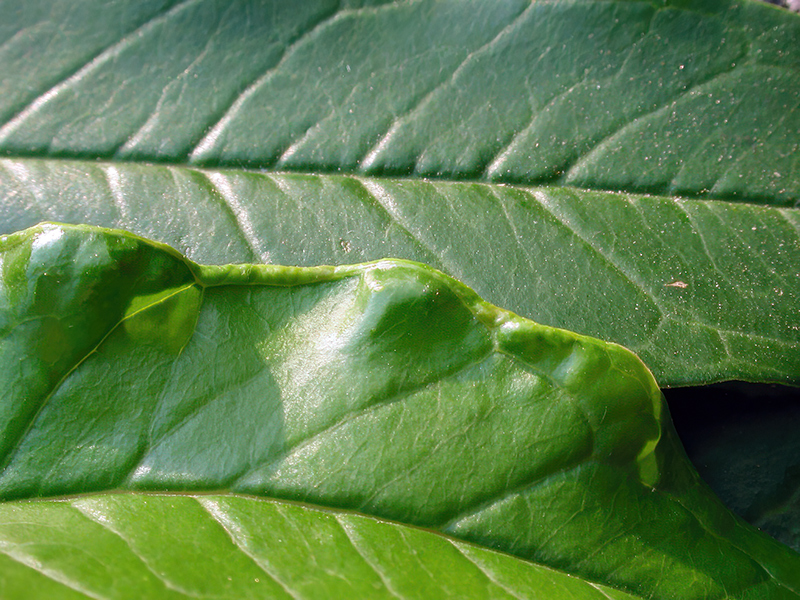Aceria granati