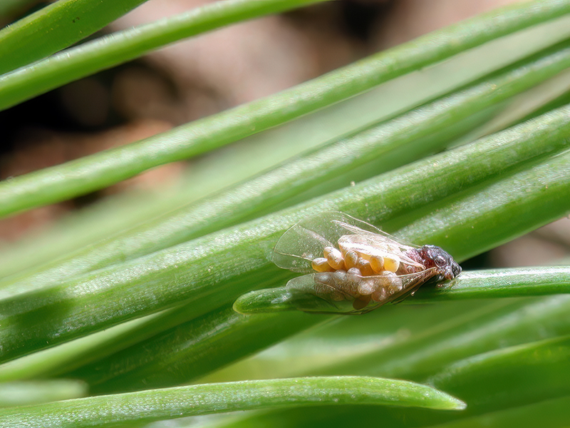 Adelges laricis (Fundatrigenie)