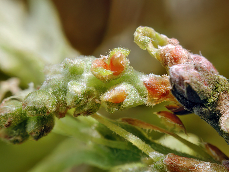 Andricus quercuscalicis (bisexuelle Generation)