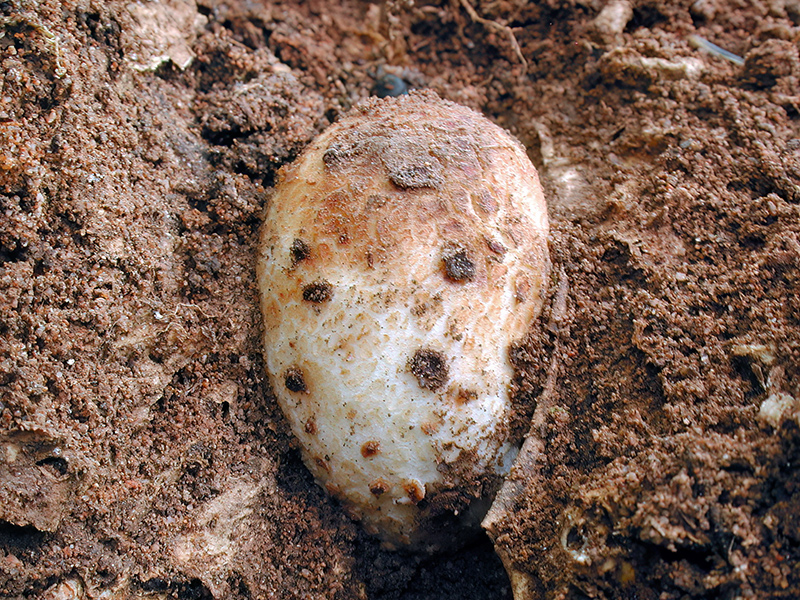 Andricus quercusradicis (parthenogenetische Generation)