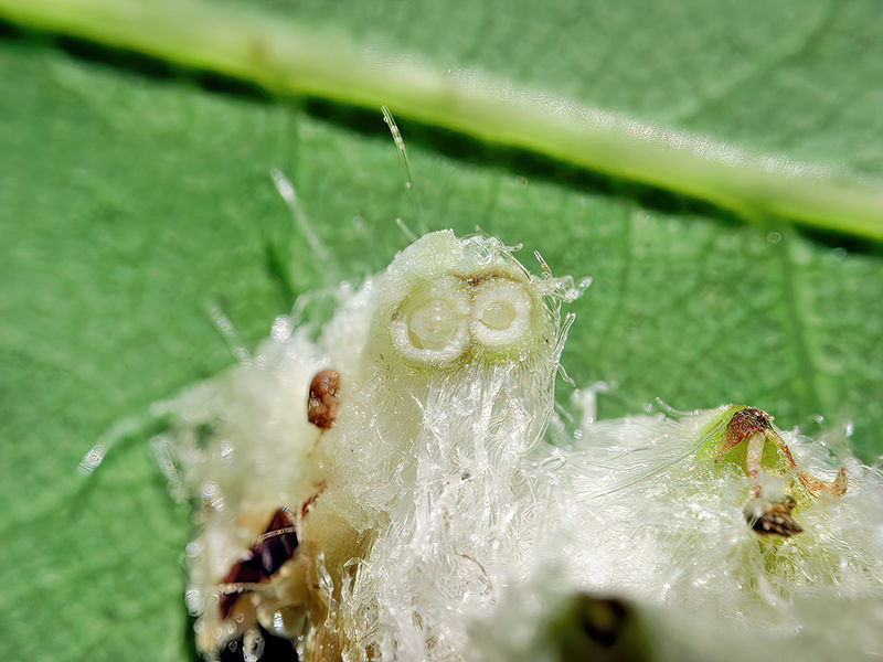 Andricus quercusramuli (Larven - bisexuelle Generation)