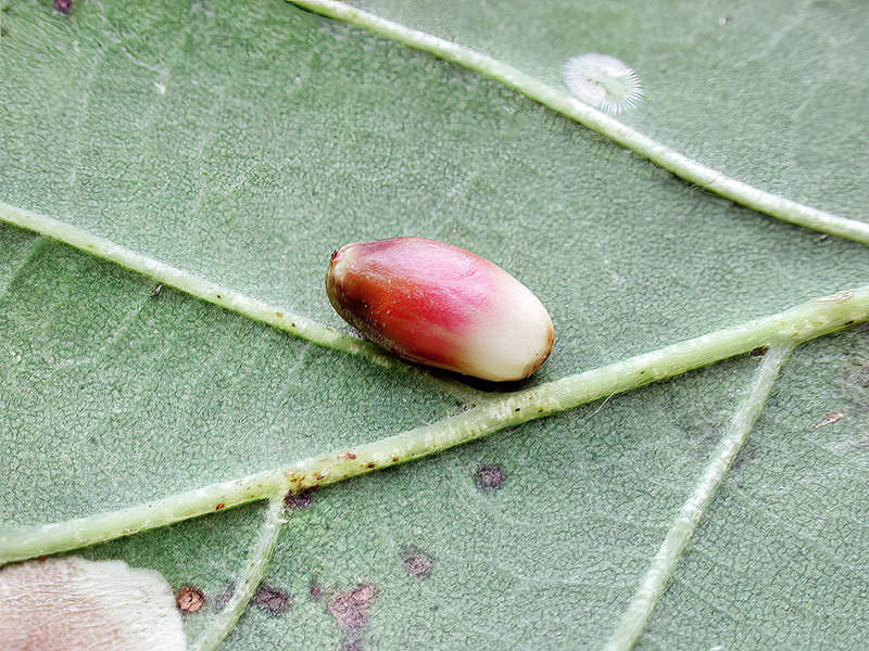 Andricus quercusramuli (parthenogenetische Generation)
