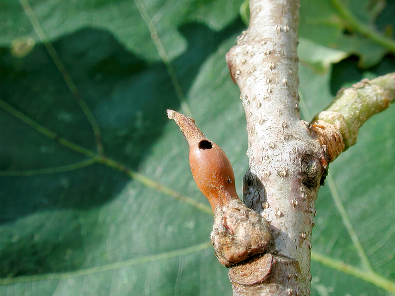 Andricus solitarius (alte Galle - parthenogenetische Generation)