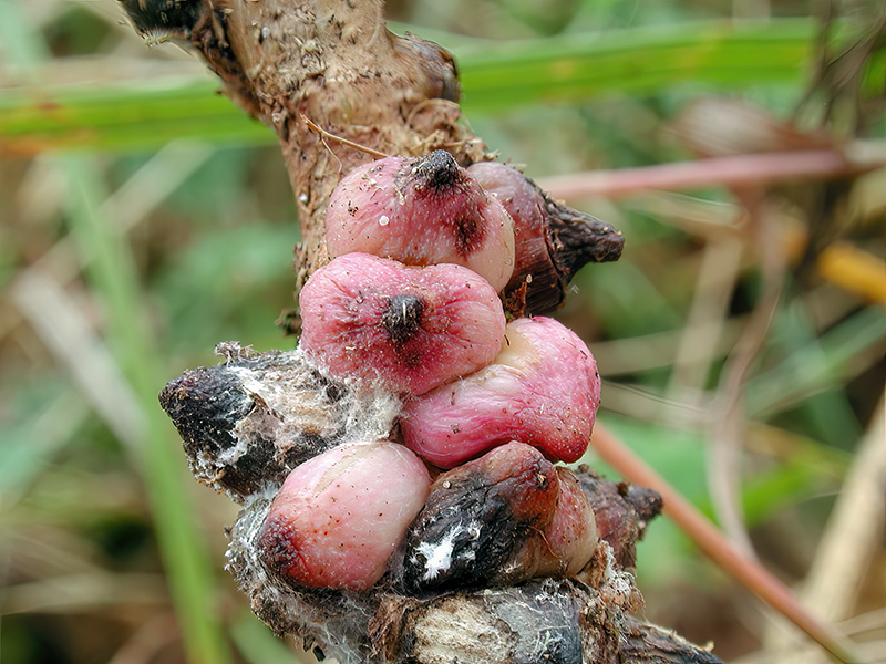 Andricus testaceipes (parthenogenetische Generation)