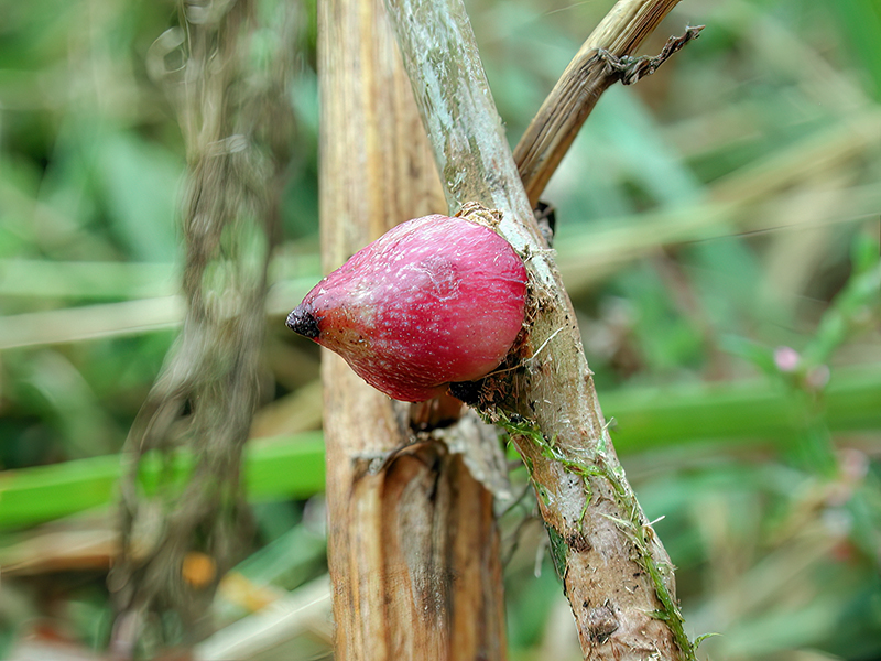 Andricus testaceipes (parthenogenetische Generation)