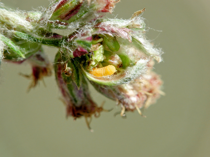 Anthodiplosis rudimentalis (Larve)