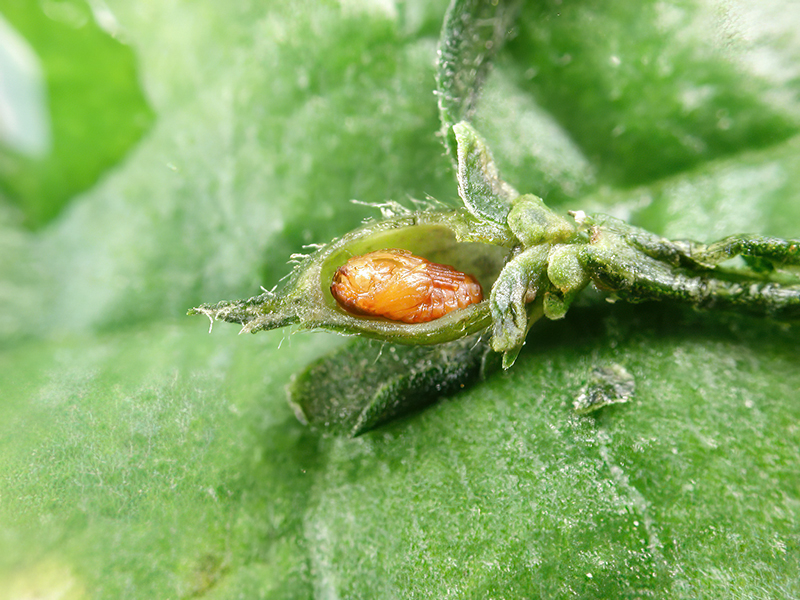 Asphondylia pilosa (Puppe)
