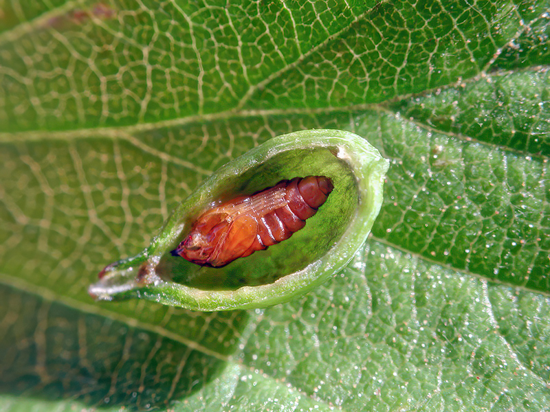 Asphondylia sarothamni - Puppe (Frühjahrsgeneration)
