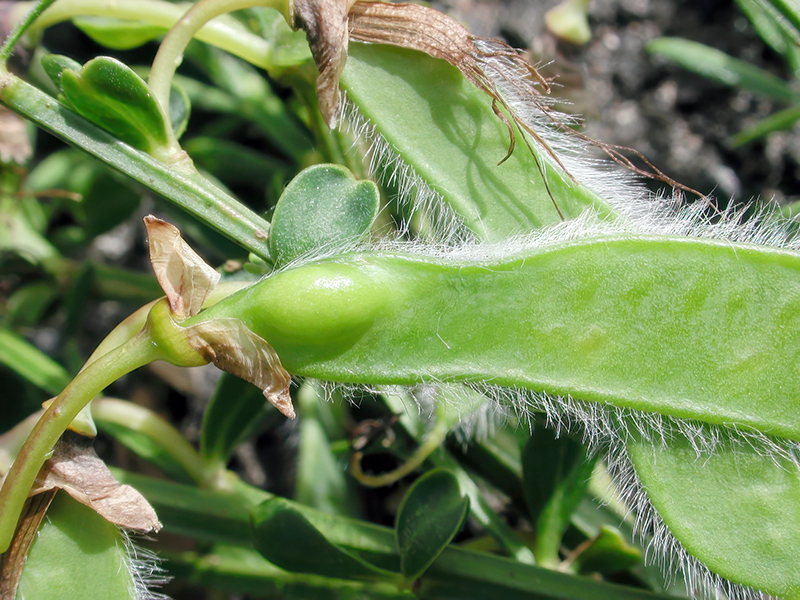 Asphondylia sarothamni (Galle der Sommergeneration)
