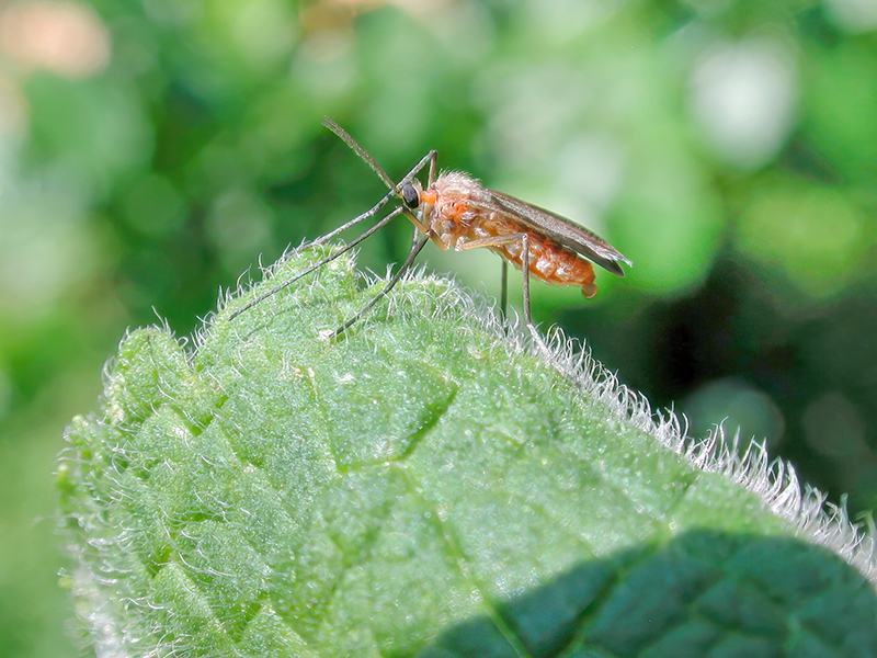 Asphondylia sarothamni (Adult - Sommergeneration)