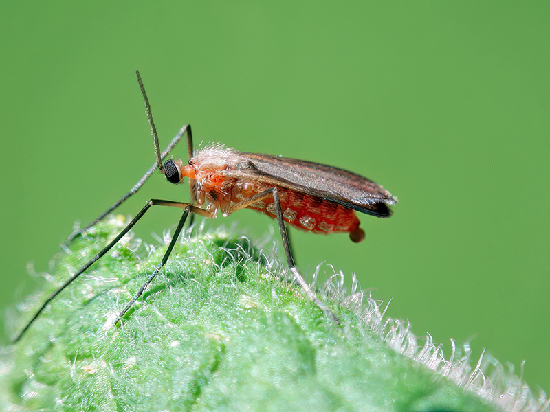 Asphondylia sarothamni (Adult - Sommergeneration)