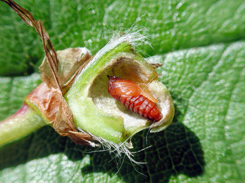 Asphondylia sarothamni - Puppe (Sommergeneration)
