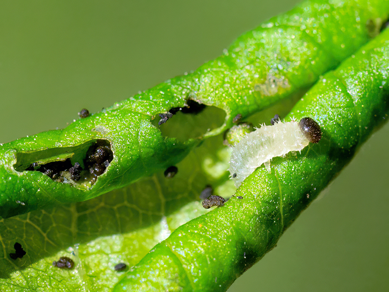 Blennocampa phyllocolpa (Larve)