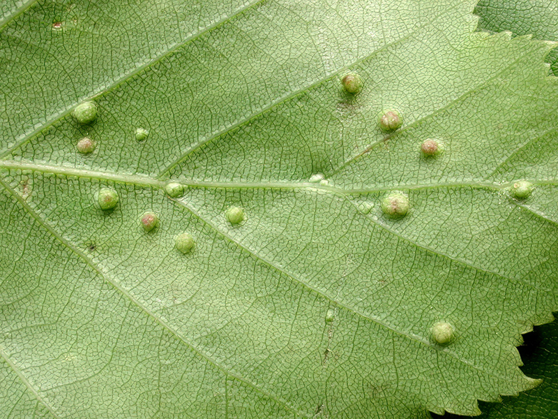 Cecidophyopsis betulae