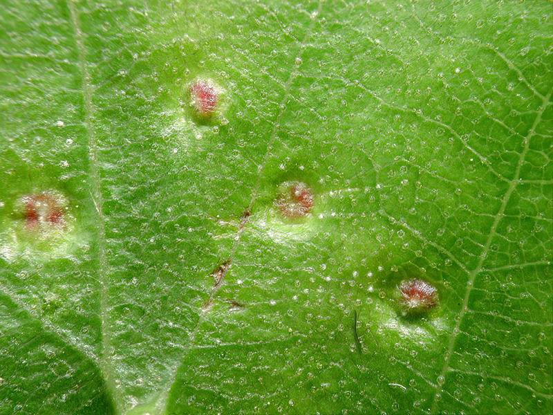 Cecidophyopsis betulae