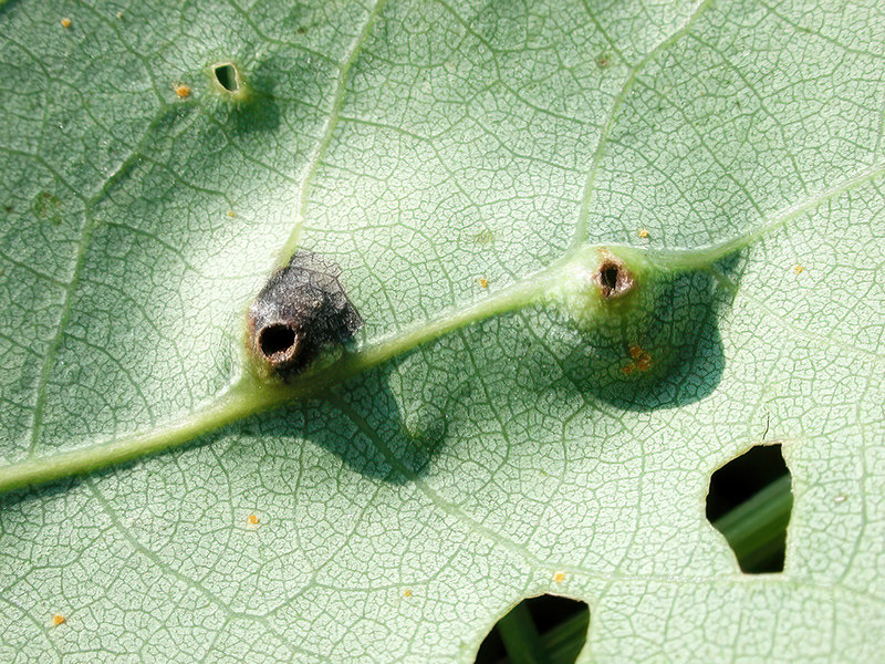 Contarinia populi