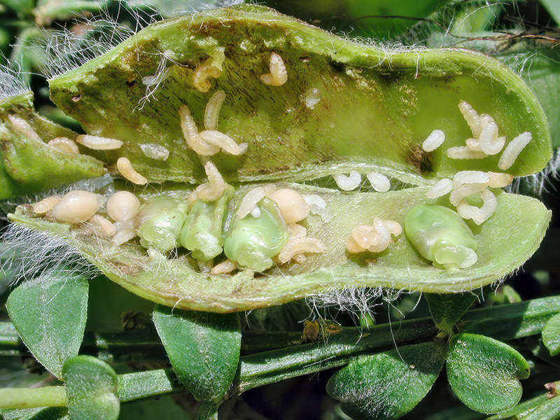 Contarinia pulchripes (Larven)