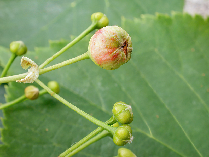 Contarinia tiliarum