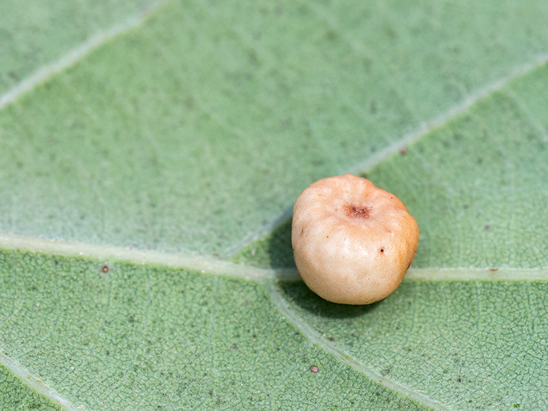 Cynips disticha (parthenogenetische Generation)