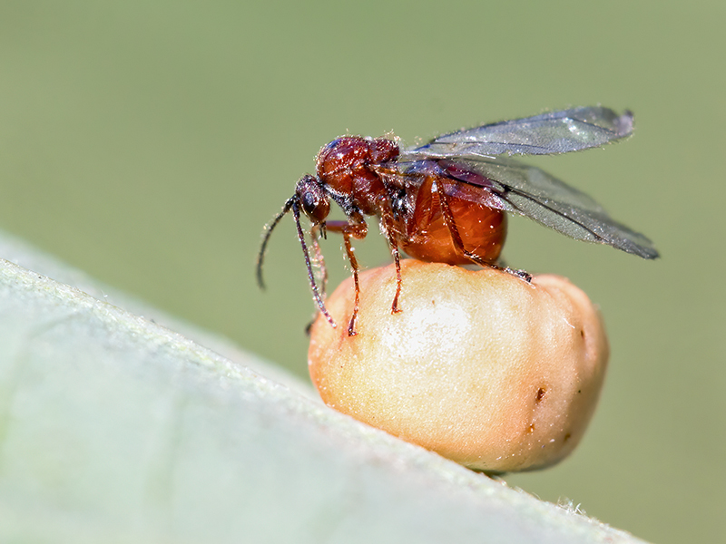 Cynips disticha (parthenogenetische Generation)