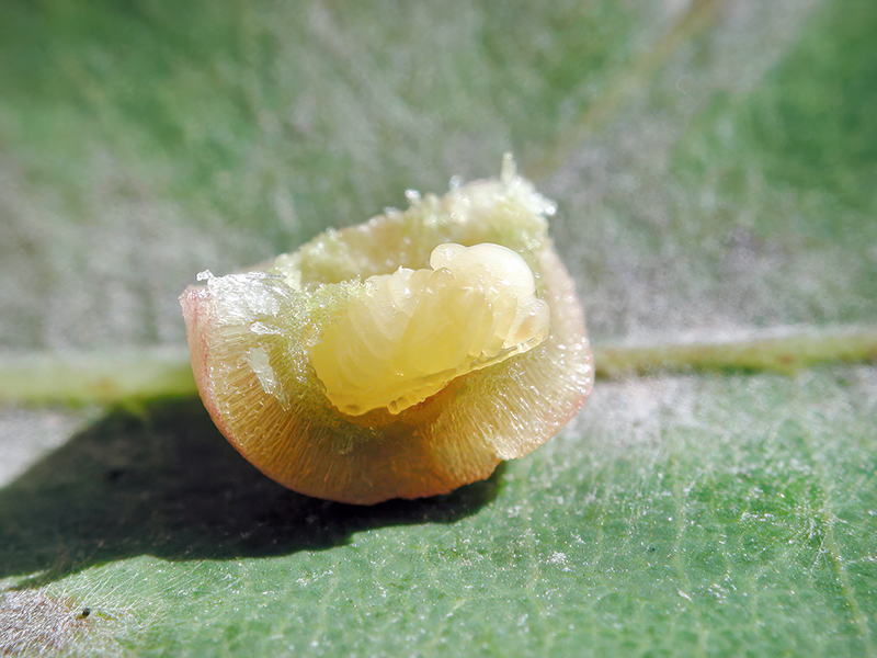 Cynips divisa (Puppe - parthenogenetische Generation)