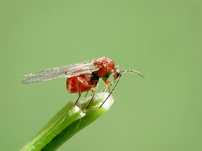 Cynips divisa (Adult - parthenogenetische Generation)